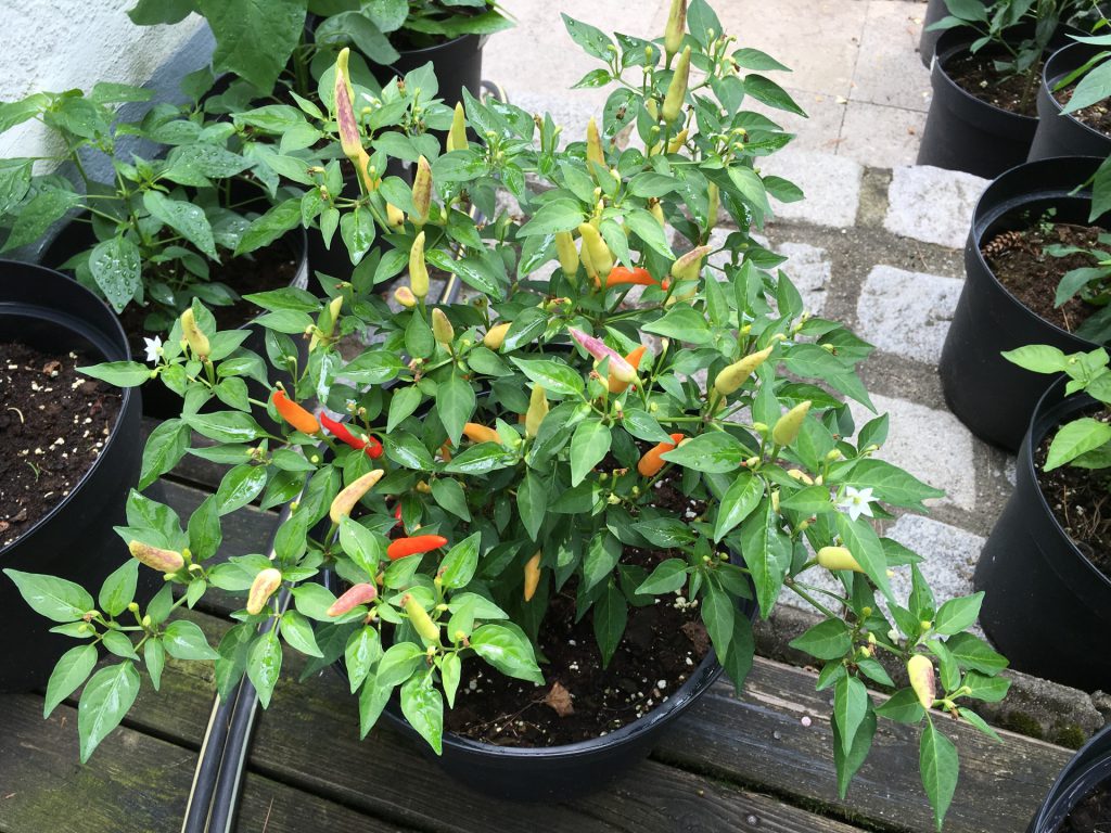 Basket of Fire Chili Pflanze