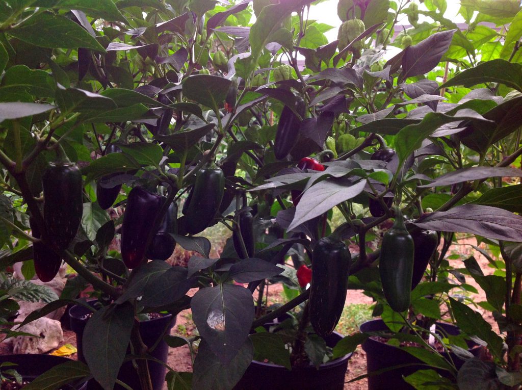 Jalapeño Chili Pflanze